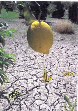 Brigitte Hoppstock 14