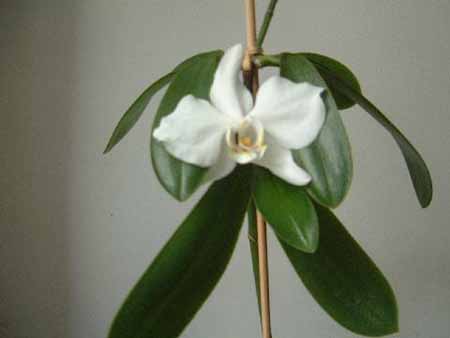 Christiane Chaponniere 1