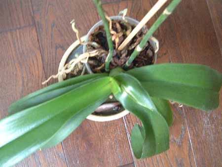 Christiane Chaponniere 2