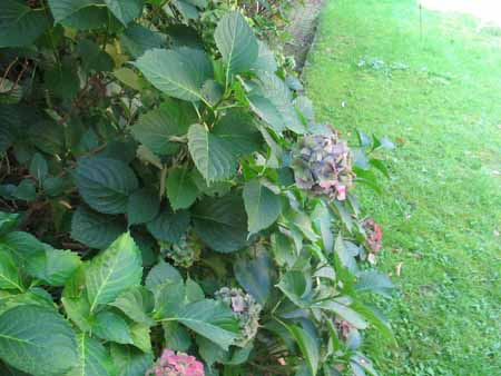 Gudrun Thiessen-Schneider 4